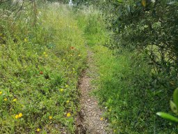Flora del Cerro Masatrigo